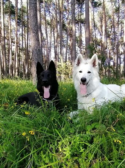 Zwei Hunde liegen in einer Wiese, im Hintergrund sieht man Bäume. | © Nadine Stemer
