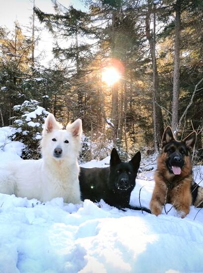 Drei Hunde liegen im Schnee, dahinter ist der Wald zu sehen und die Sonne strahlt durch die Bäume durch. | © Nadine Stemer